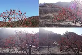 包含Q葎m?-开云体育服务